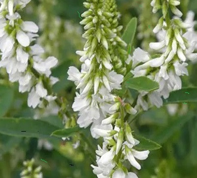 Буркун білий дворічний 1 кг