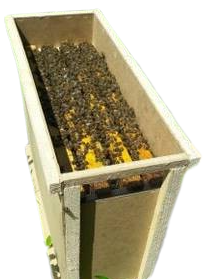 Бджолопакети Карпатка 4 рамки розплоду